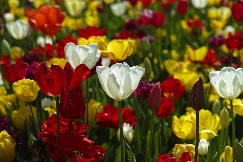 Flowering Plants