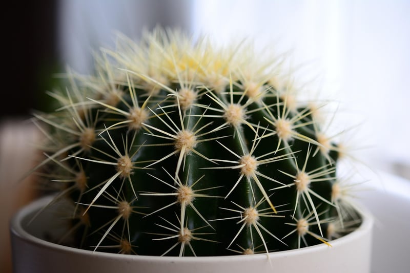 Succulents